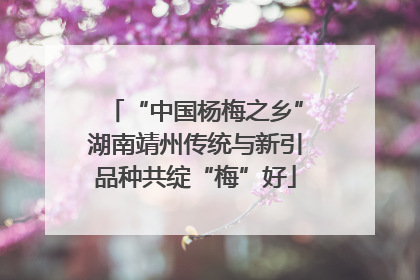 “中国杨梅之乡”湖南靖州传统与新引品种共绽“梅”好