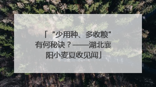 “少用种、多收粮”有何秘诀？——湖北襄阳小麦夏收见闻