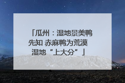 瓜州：湿地景美鸭先知 赤麻鸭为荒漠湿地“上大分”