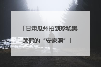 甘肃瓜州拍到珍稀黑颈鹤的“安家照”