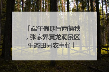 端午假期冒雨插秧，张家界黄龙洞景区生态田园农事忙