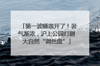 第一波睡莲开了！暑气渐浓，沪上公园打翻大自然“调色盘”