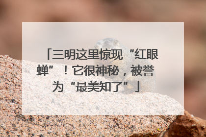三明这里惊现“红眼蝉”！它很神秘，被誉为“最美知了”