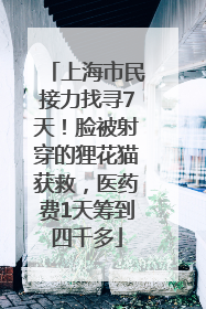 上海市民接力找寻7天！脸被射穿的狸花猫获救，医药费1天筹到四千多