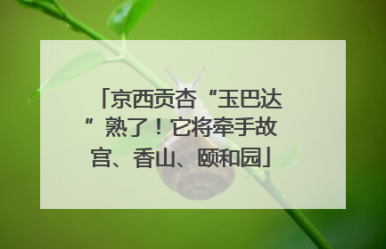 京西贡杏“玉巴达”熟了！它将牵手故宫、香山、颐和园