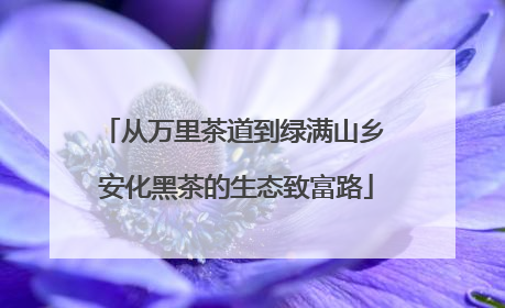 从万里茶道到绿满山乡 安化黑茶的生态致富路