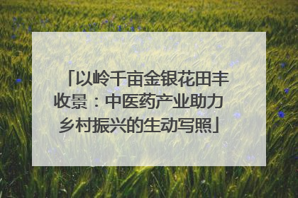 以岭千亩金银花田丰收景：中医药产业助力乡村振兴的生动写照