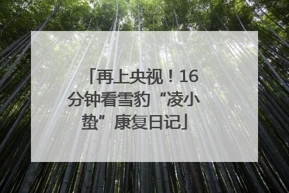 再上央视！16分钟看雪豹“凌小蛰”康复日记