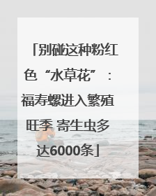 别碰这种粉红色“水草花”：福寿螺进入繁殖旺季 寄生虫多达6000条