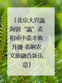 北京大兴瀛海镇“瀛”麦相承小麦丰收开镰 奏响农文旅融合新乐章