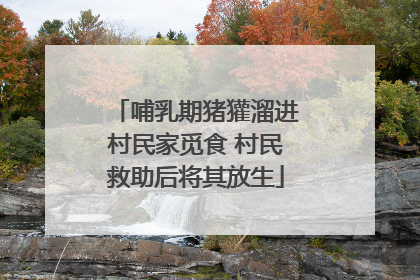 哺乳期猪獾溜进村民家觅食 村民救助后将其放生