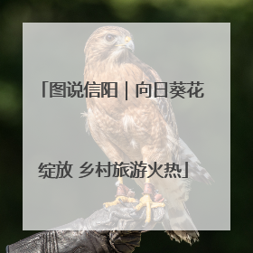图说信阳｜向日葵花绽放 乡村旅游火热