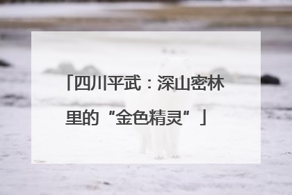 四川平武：深山密林里的“金色精灵”