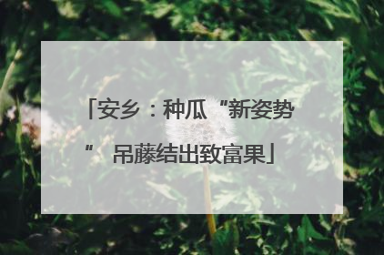 安乡：种瓜“新姿势” 吊藤结出致富果