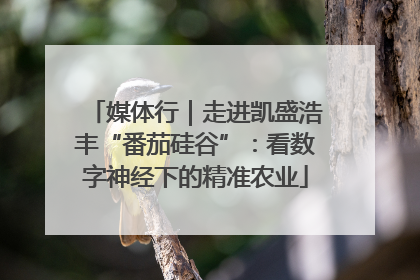 媒体行｜走进凯盛浩丰“番茄硅谷”：看数字神经下的精准农业