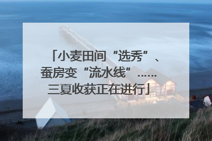 小麦田间“选秀”、蚕房变“流水线”……三夏收获正在进行