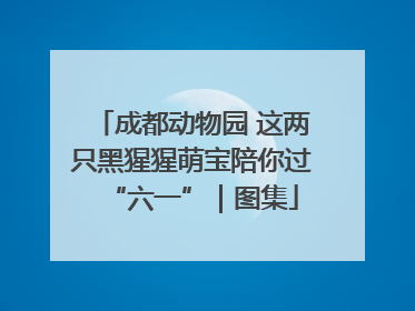 成都动物园 这两只黑猩猩萌宝陪你过“六一”｜图集