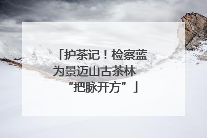护茶记！检察蓝为景迈山古茶林 “把脉开方”
