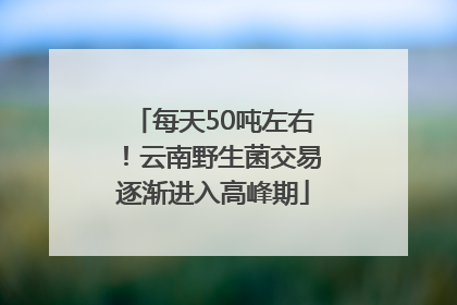 每天50吨左右！云南野生菌交易逐渐进入高峰期