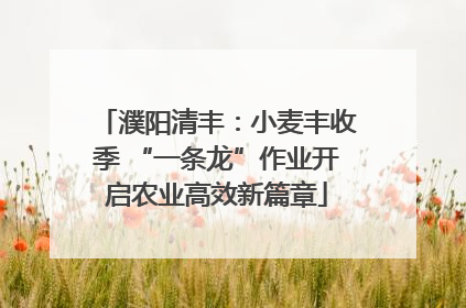 濮阳清丰：小麦丰收季 “一条龙”作业开启农业高效新篇章