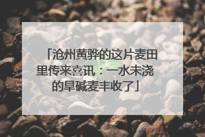 沧州黄骅的这片麦田里传来喜讯：一水未浇的旱碱麦丰收了