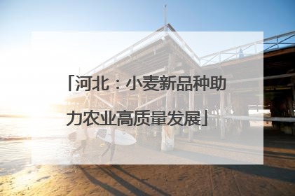 河北：小麦新品种助力农业高质量发展