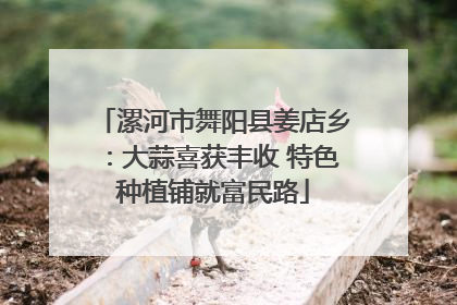漯河市舞阳县姜店乡：大蒜喜获丰收 特色种植铺就富民路