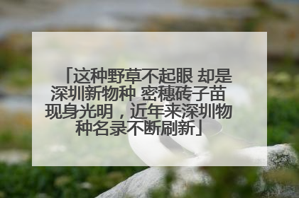 这种野草不起眼 却是深圳新物种 密穗砖子苗现身光明，近年来深圳物种名录不断刷新