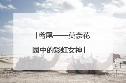 鸢尾——莫奈花园中的彩虹女神