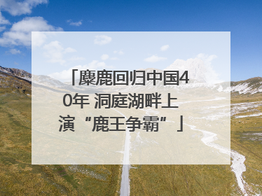 麋鹿回归中国40年 洞庭湖畔上演“鹿王争霸”
