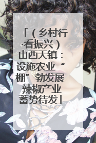 （乡村行·看振兴）山西天镇：设施农业“棚”勃发展 辣椒产业蓄势待发