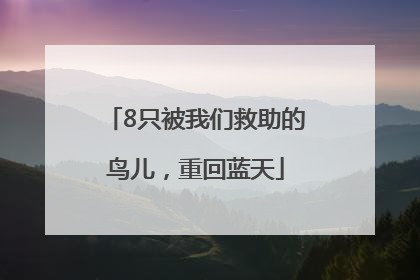8只被我们救助的鸟儿，重回蓝天